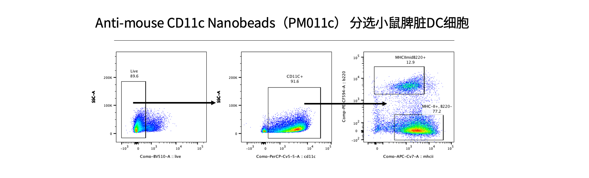 客户反馈流式数据：anti-mouse CD11c Nanobeads（PM011C）分选小鼠脾脏 DC 细胞设门链——Live 89.6% → CD11c⁺ 91.6% → MHCII/B220 亚群分析（MHCII⁺B220⁻ 77.2%、MHCII⁺B220⁺ 12.9%）