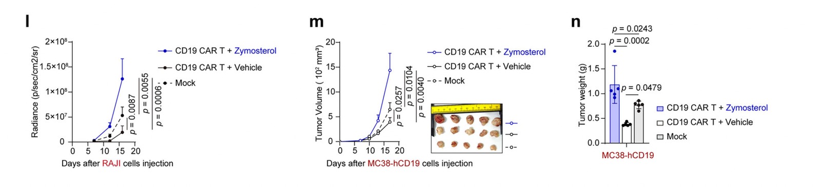 Nature Communications 论文 Fig. 4l–n：zymosterol 预孵育削弱 CD19 CAR-T 在 RAJI 与 MC38-hCD19 两个模型中的体内抗肿瘤功能